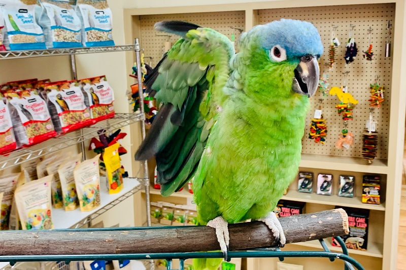 Pet Boarding in Farmers Branch, TX at Summertree Animal & Bird Clinic